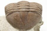 Curled Asaphus Plautini Trilobite Fossil - Russia #200395-3
